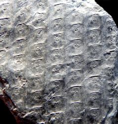 Sigillaria tesselata